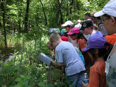 Junior Rangers observing and exploring in the wood..
