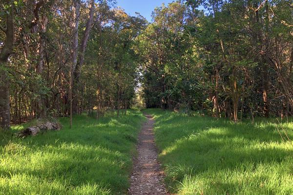 A tree-lined path through a forest