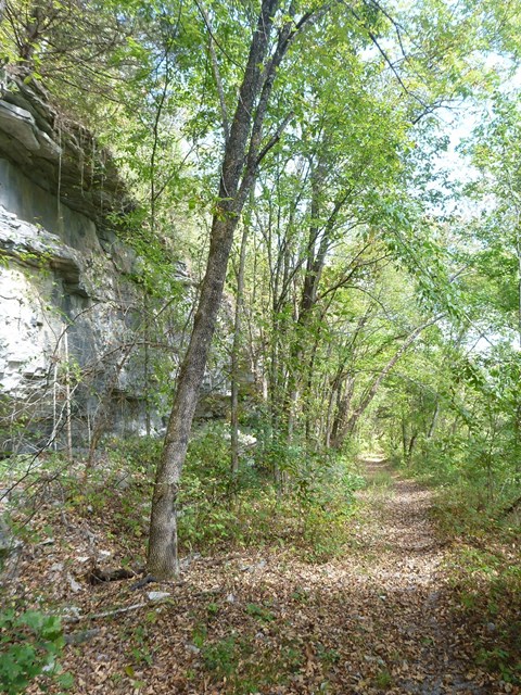 dirt path through forest with gray rock at left