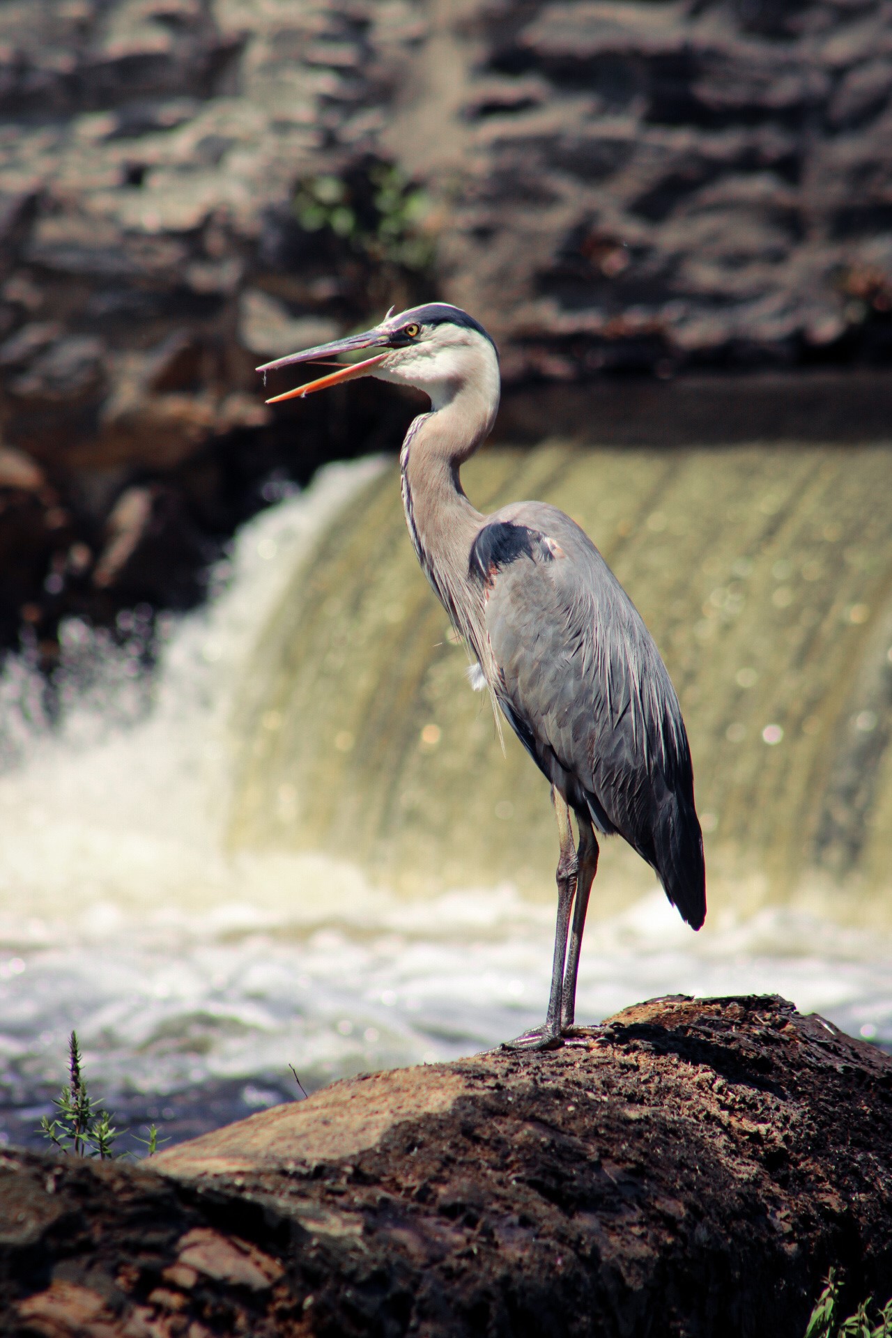 Great blue heron standing in front of waterfall