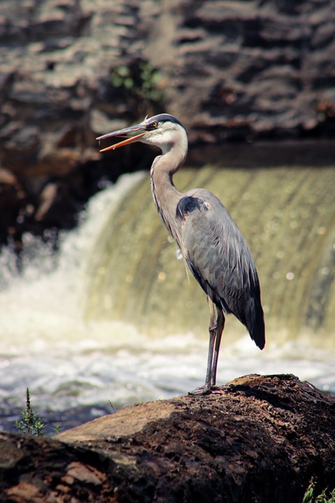 Great blue heron standing in front of waterfall