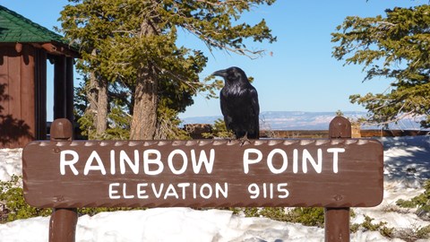 A raven sits atop a brown sign that says Rainbow Point Elevation 9115.