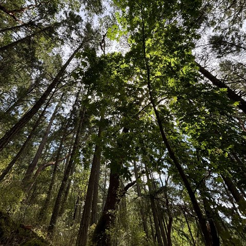 Various tree species in a forest