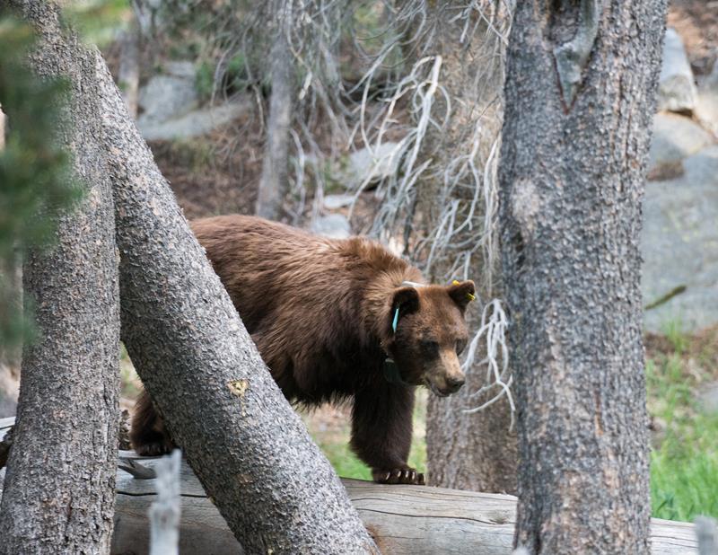 Wildlife Safety in Yosemite