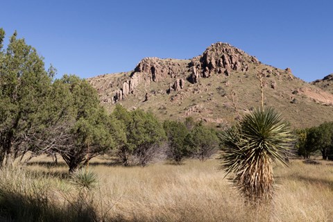 Trees and desert plants, brown grass, and mountain in the background.