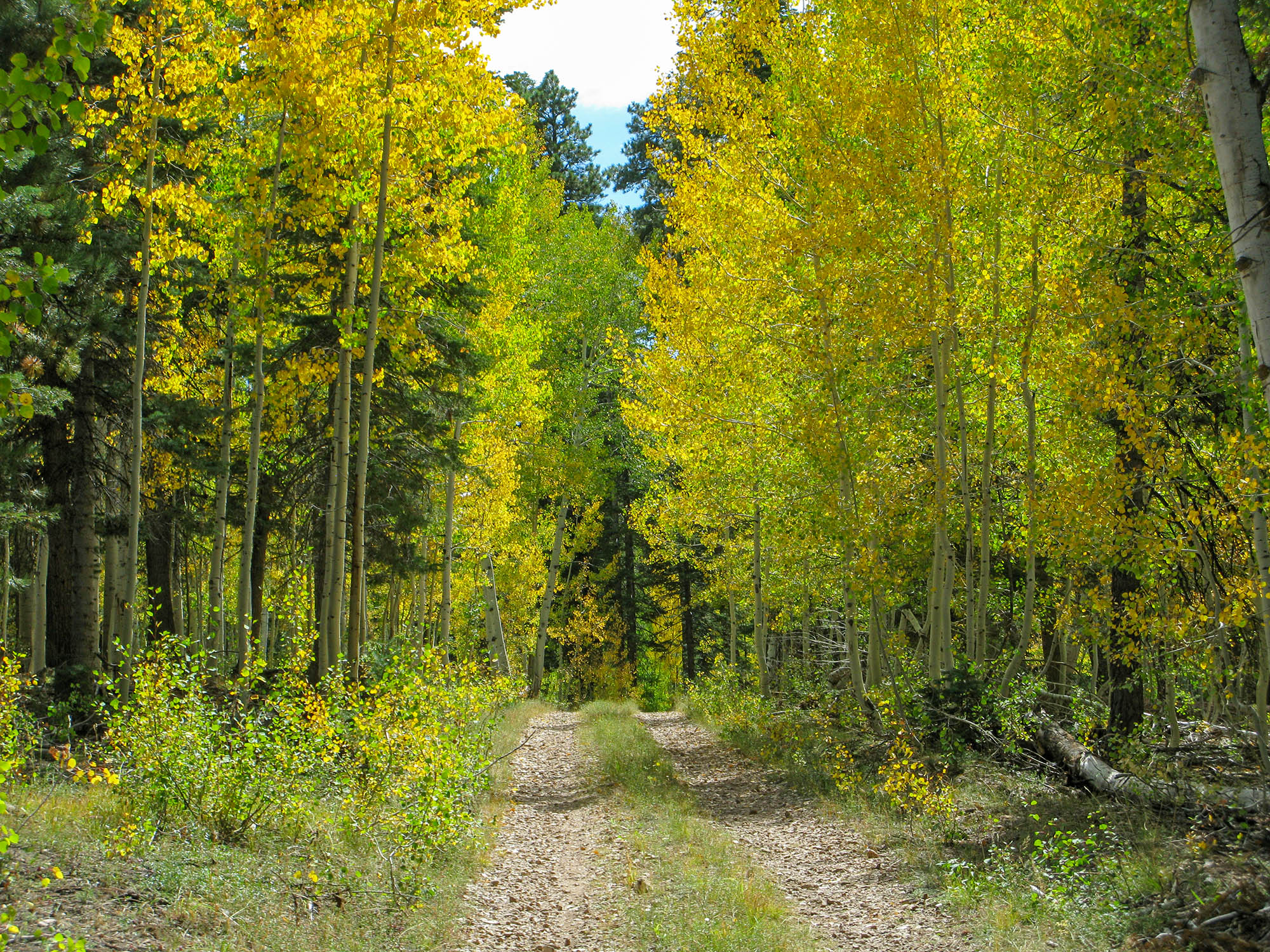 Two tire tracks passing through a densely forested area with aspen trees