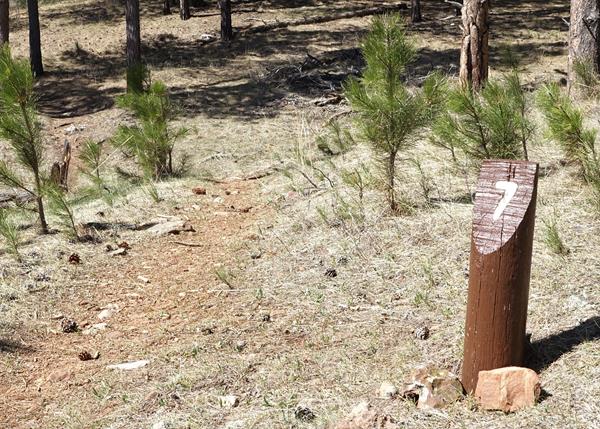 Post #7 Fire as a Friend