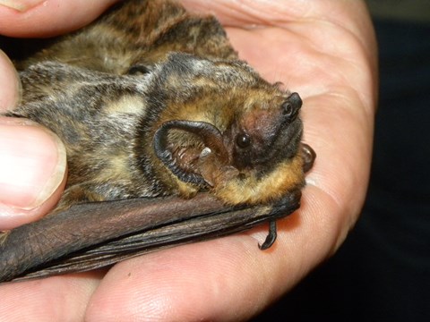 A bat with light and dark brown fur is held in someone's hands.