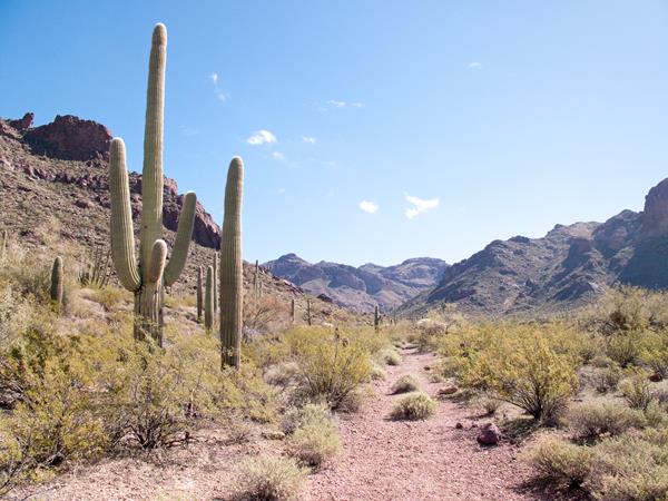 Desert trail leading towards red colored canyon. Saguaros grow next to the trail.
