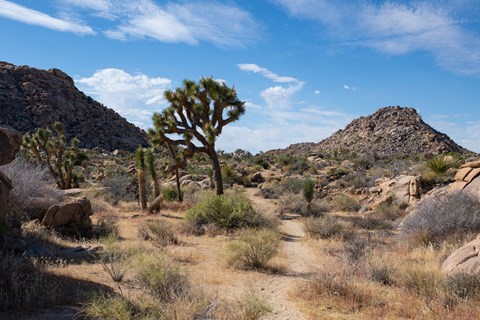 A sandy trail cutting through a Joshua tree and rock formation covered landscape.