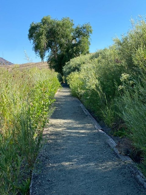 A gravel path leading to a tree through tall green grasses