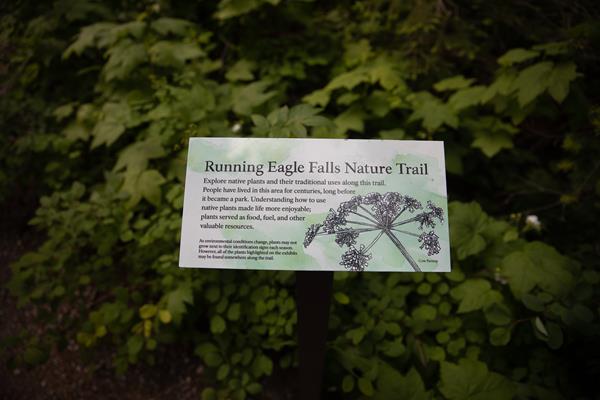 A small wayside with a watercolor drawing of cowparsnip with text about native plants on the trail.