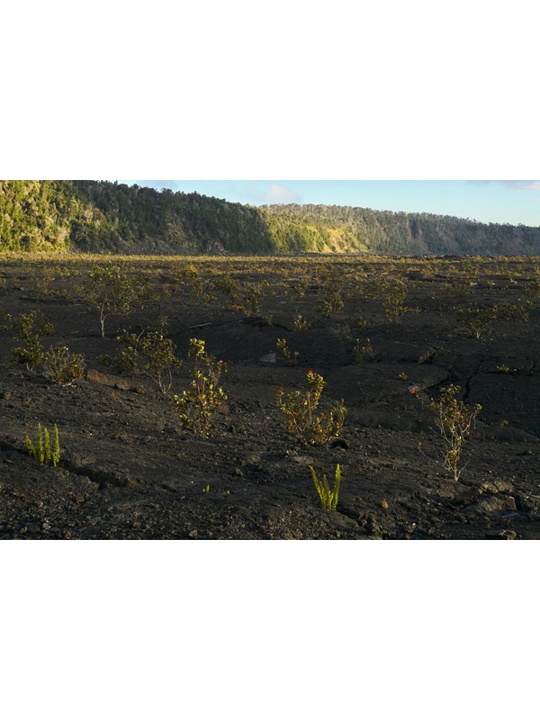 Floor of a volcanic crater with small trees growing out of lava at sunset
