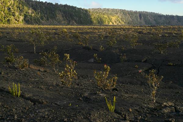 Floor of a volcanic crater with small trees growing out of lava at sunset