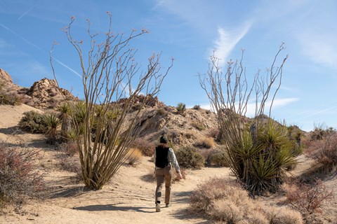 A hiker walks on a dirt trail between two ocotillo plants.