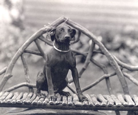 Jack the dog sitting on a wooden chair on the grounds of Sagamore Hill.