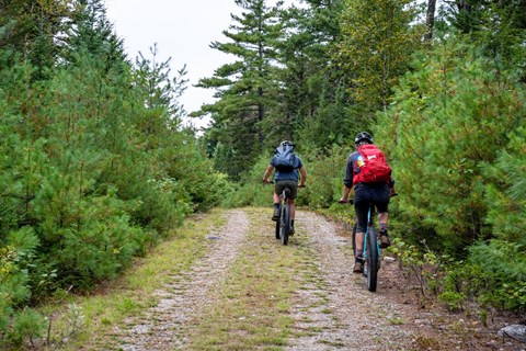 Two bikers riding away on a gravel double track path in the woods lined with evergreen trees.
