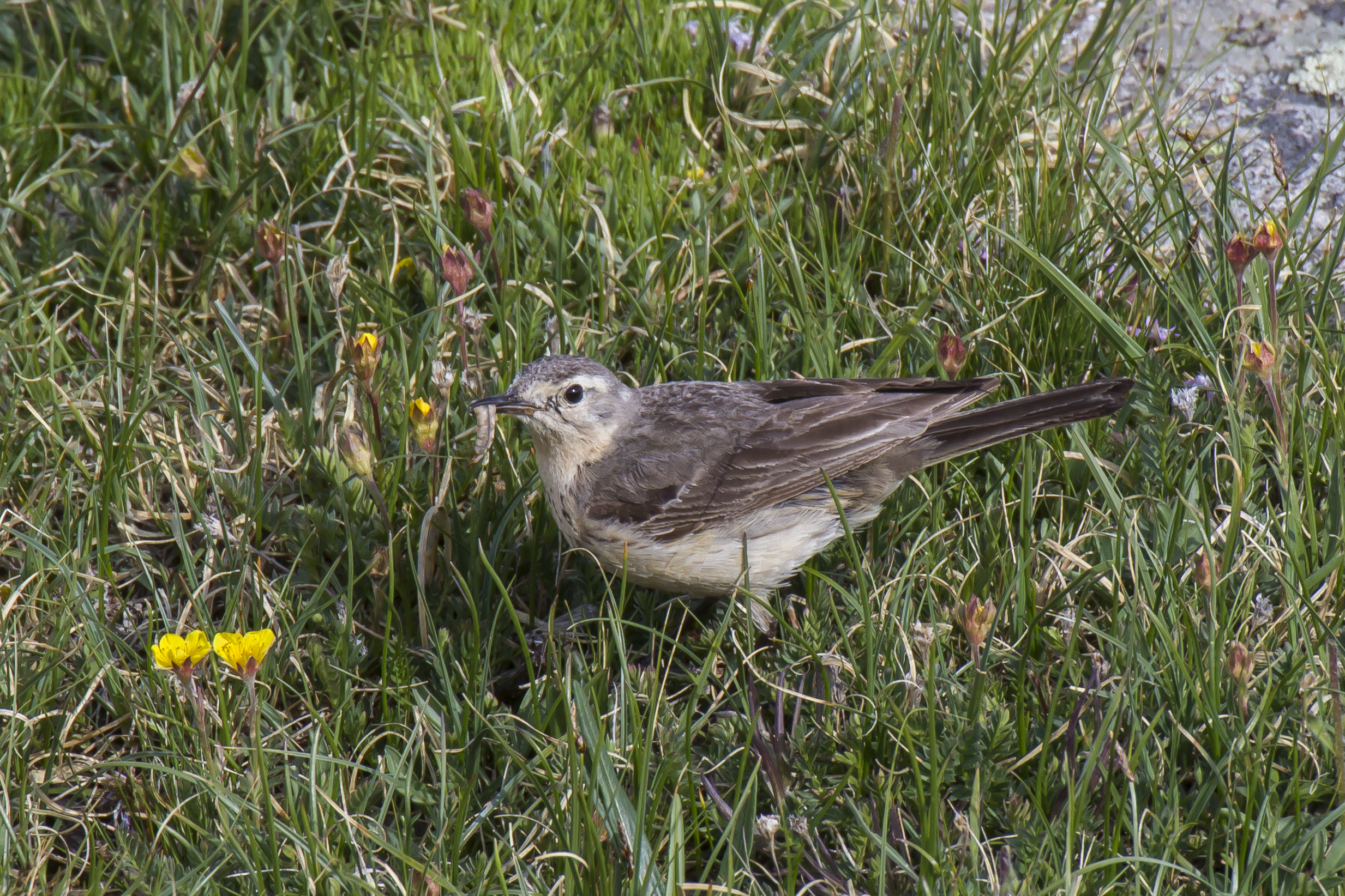 An American Pipit is standing in grasses
