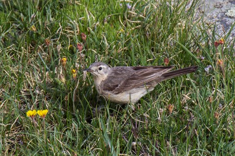 An American Pipit is standing in grasses