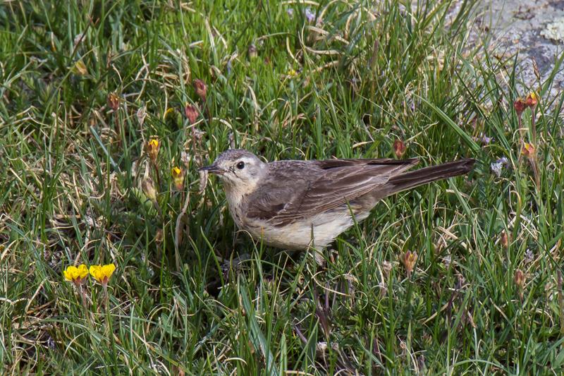 Wildlife Viewing in Rocky Mountain National Park