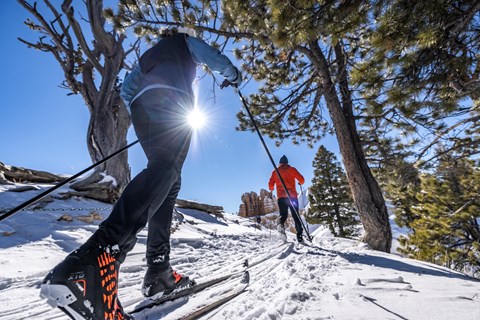 Two skiers ski amongst the trees.