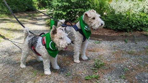 two small dogs with green bananas outdoors