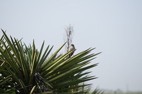 Mockingbird perched on a yucca leaf.