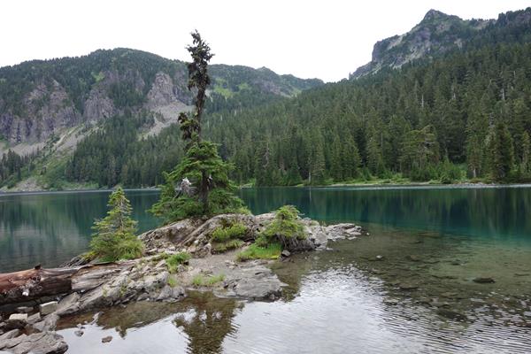 A scraggly pine tree grows on a small rocky island in a lake surrounded by forested hillsides.