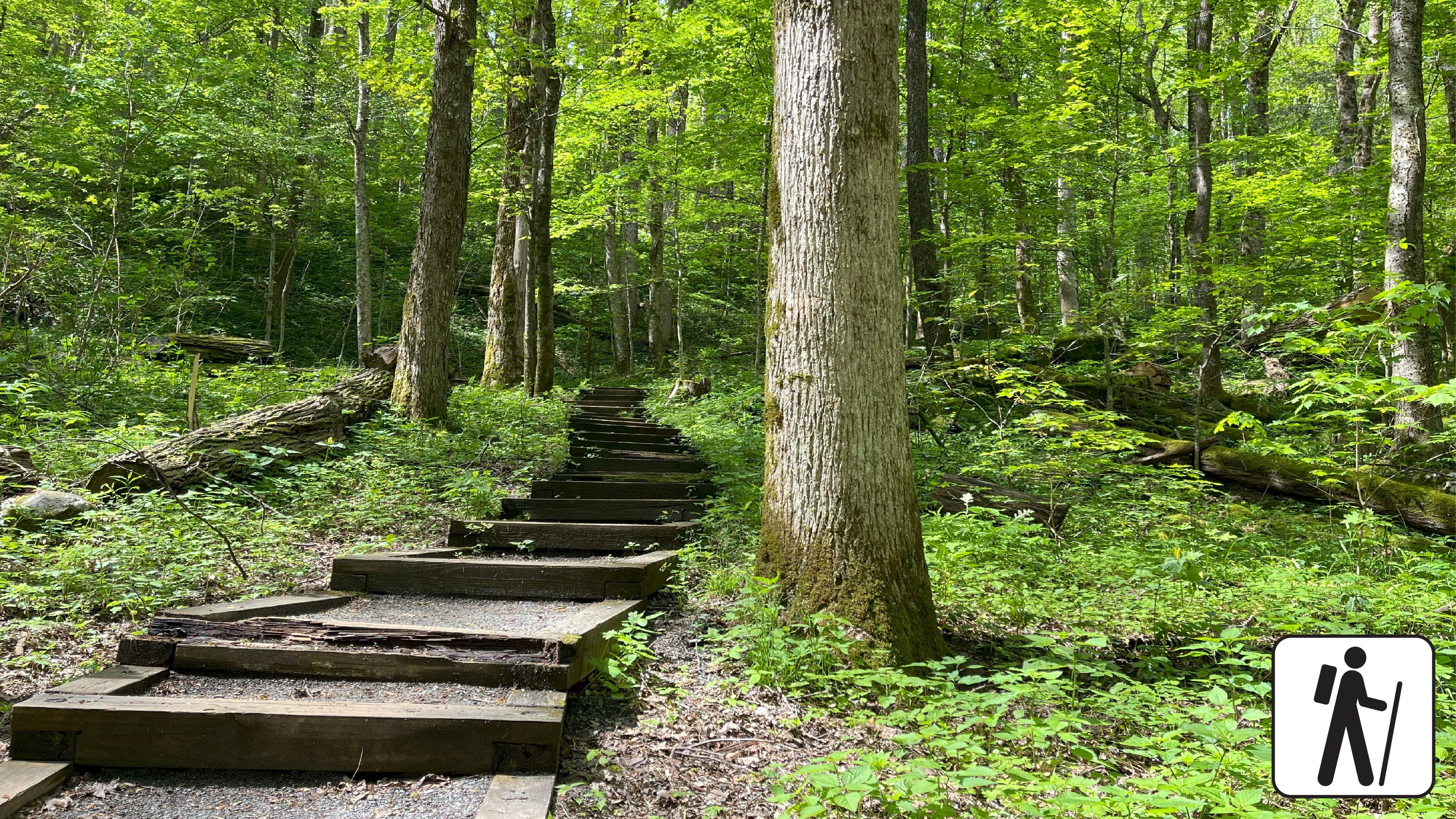 A trail with wooden steps wandering through the woods, in the lower corner is a hiker icon.