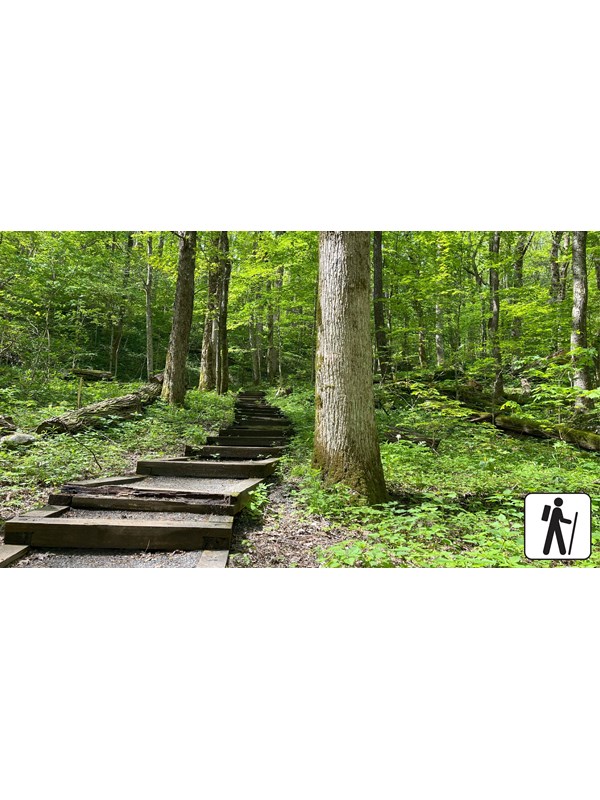A trail with wooden steps wandering through the woods, in the lower corner is a hiker icon.
