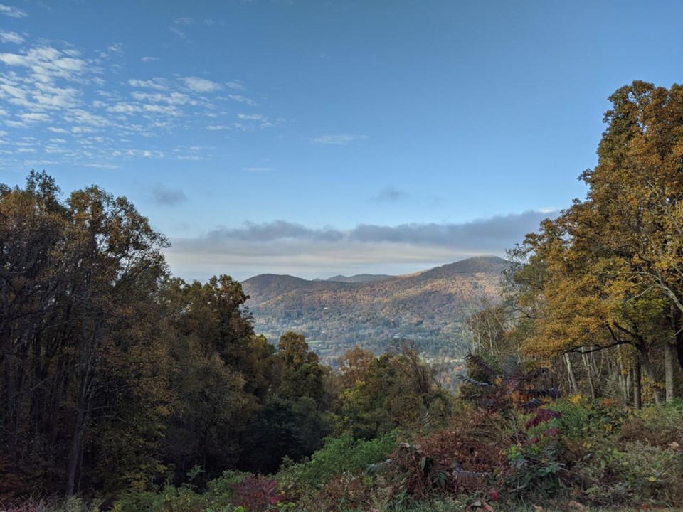 View of distant mountains framed by tall trees