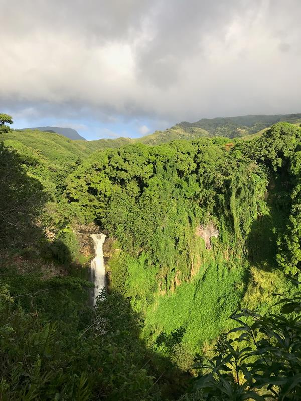 White waters fall over a cliff surrounded by verdant trees.