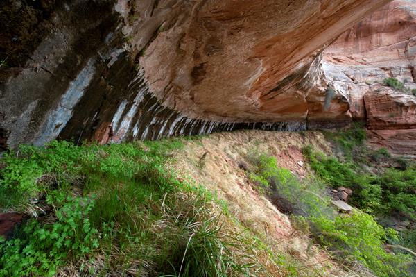 Streaks of water seep from a sandstone alcove onto lush greenery