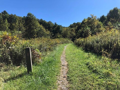A narrow trail leads a short distance through a field before entering the forest