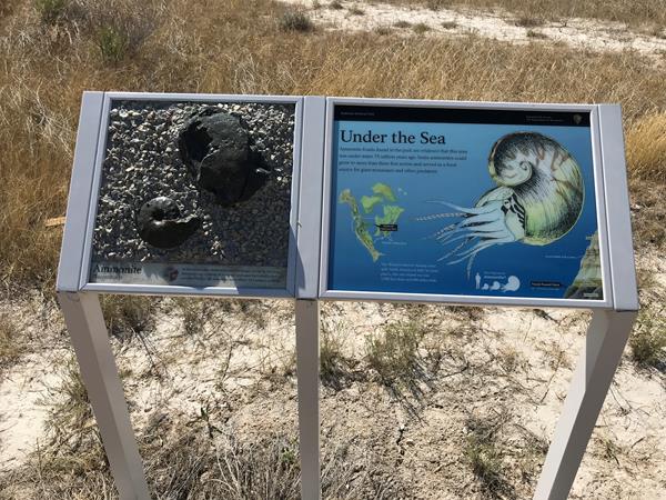 A two-panel exhibit showing illustration of shelled aquatic creature and a bronze shell.