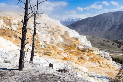 Canary Spring (View of Top)