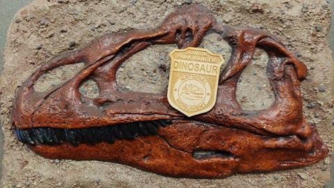 An Allosaurus fossil skull with a junior ranger badge over the eye.