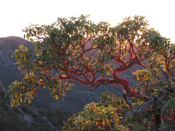 A tree with red bark, small green leaves and small red berries is growing along a cliff side.