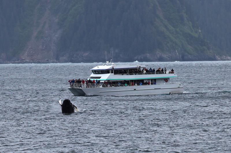 Explore Kenai Fjords by Boat