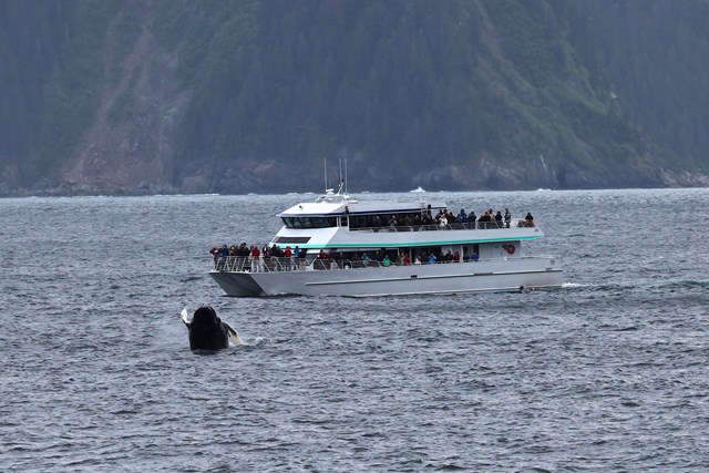 passengers on a tour boat watch a humpback whale jump out of the water.