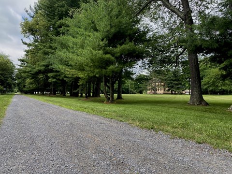 Gravel pathway alongside a row of trees.