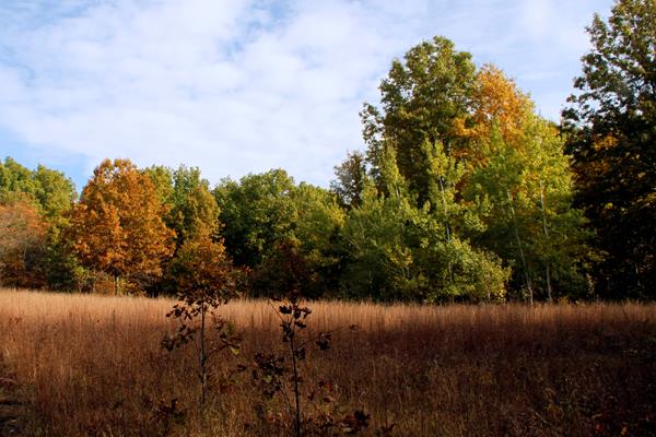 Golden grasses spread out across the field. The leaves on the trees are green, gold, and red.