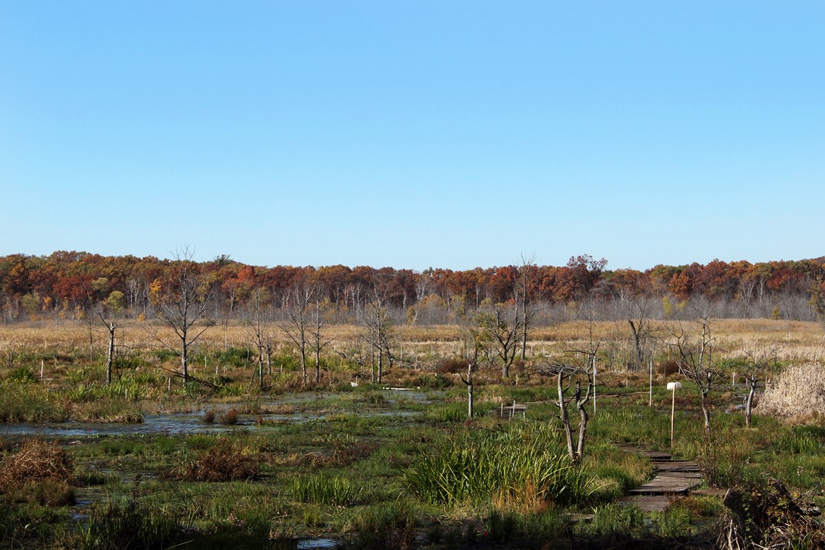Green vegetation floating on the still wetlands of Cowles Bog with tree trunks rising from the water.