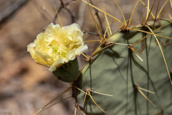 A prickly pear cactus sports a yellow bloom on the side of one pad.