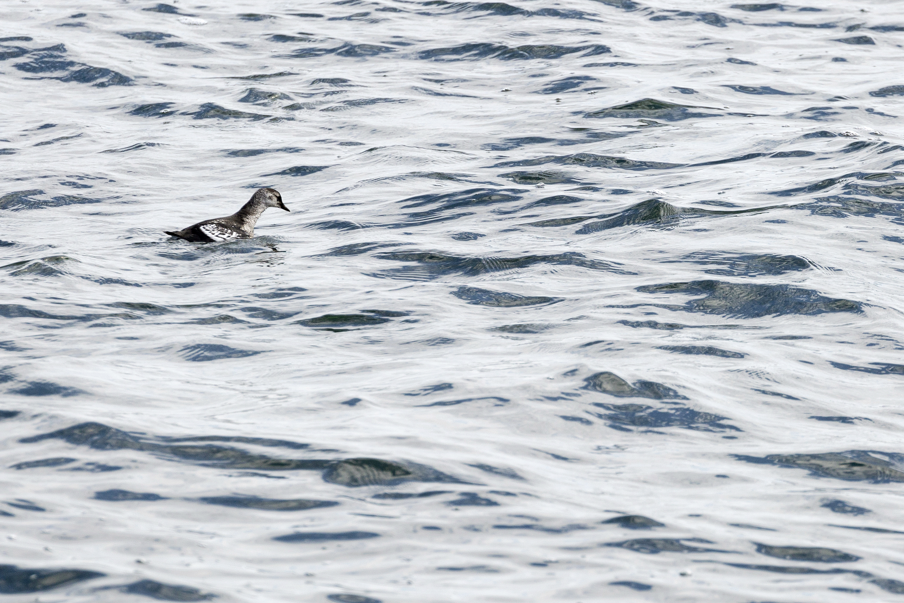 A black guillemot waits to dive underwater for food