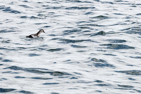 A black guillemot waits to dive underwater for food