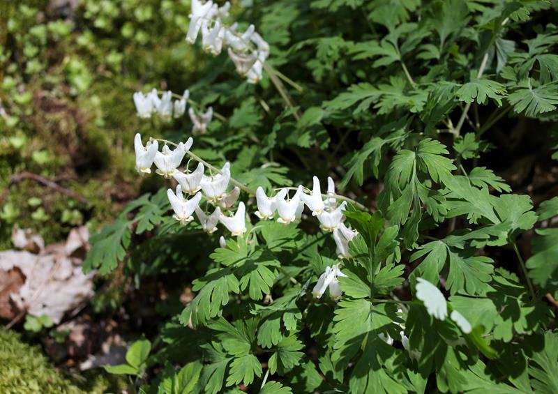 Explore Wildflowers at Cedar Sink