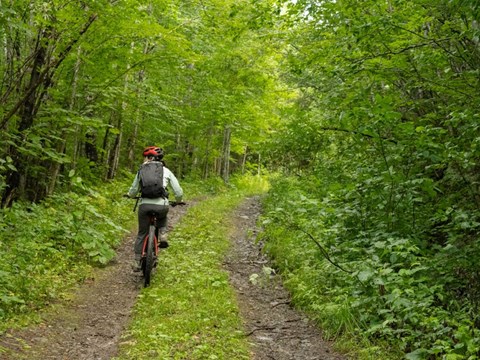 A person biking in a dense, lush green forest on a double track trail.
