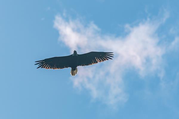 Eagle soars through a blue sky