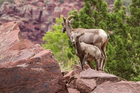 A mother bighorn sheep with her offspring on a rock outcrop.
